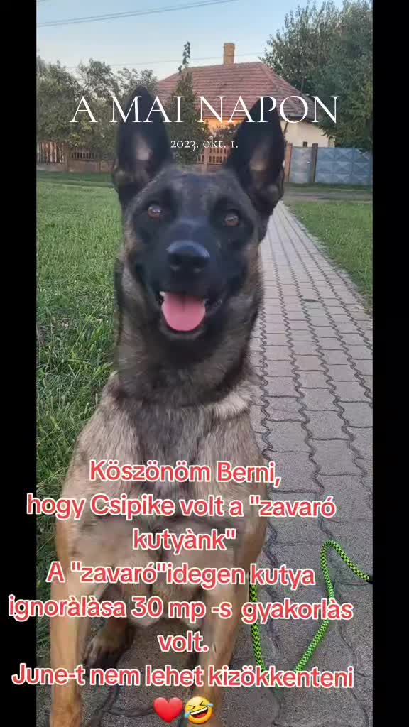 @Viki-Kutyakozmetika M&aacute;sk&eacute;pp
