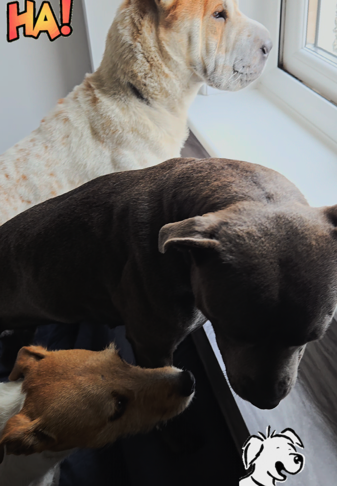 @Scotland with Aggie and Pups✨️