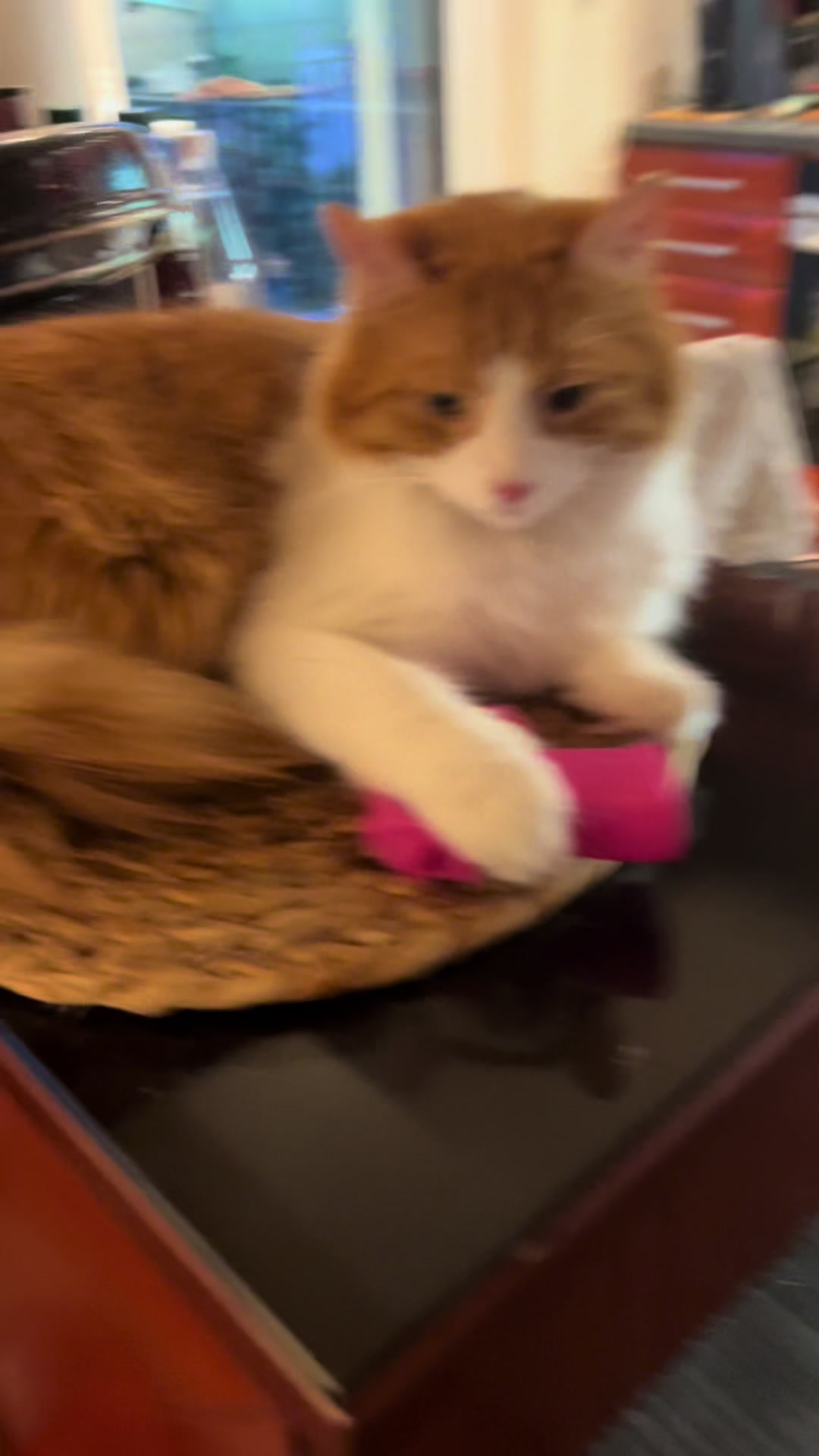 @Φανούρης ❤️🐈