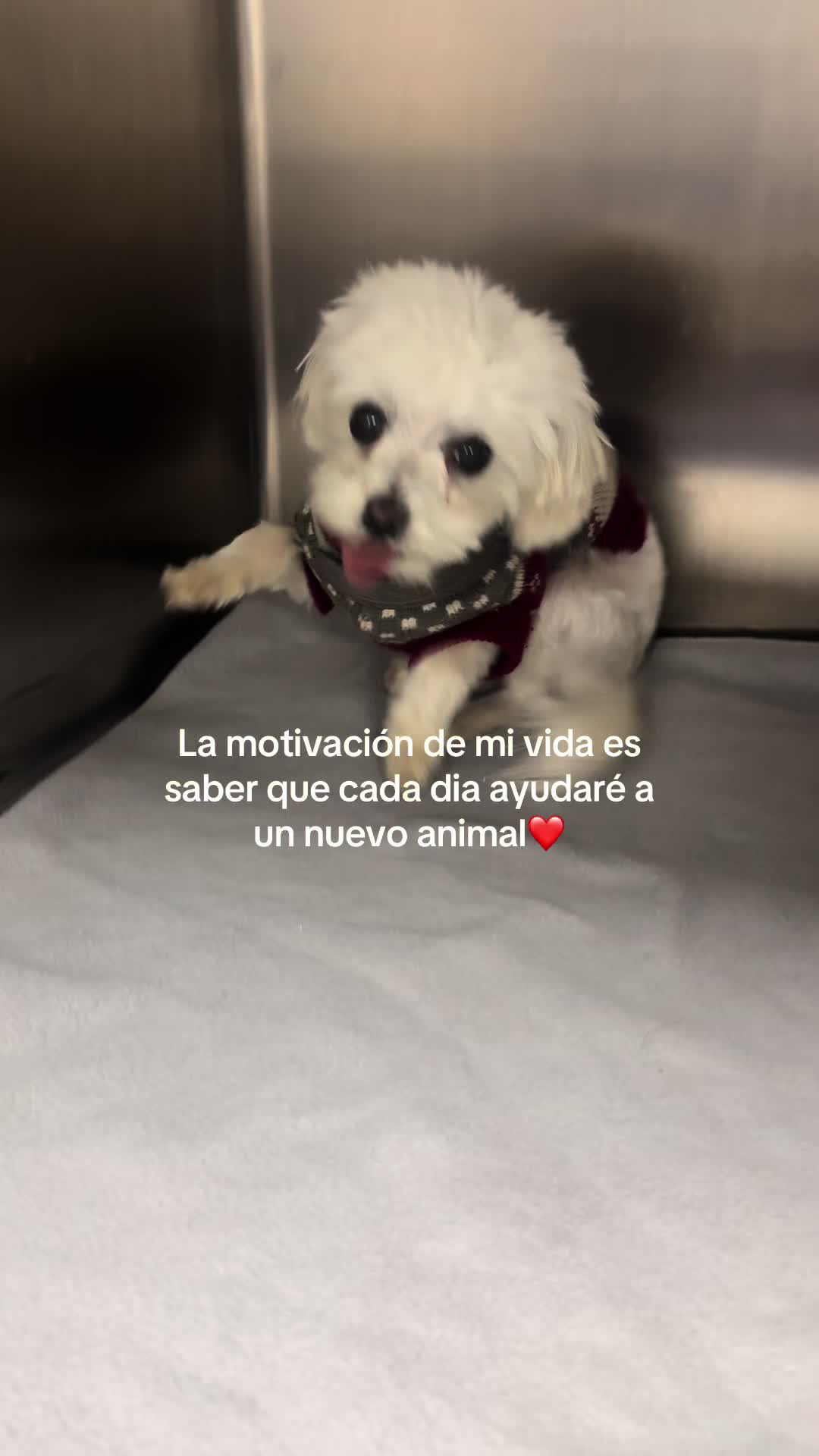 @Elvira Deffontis