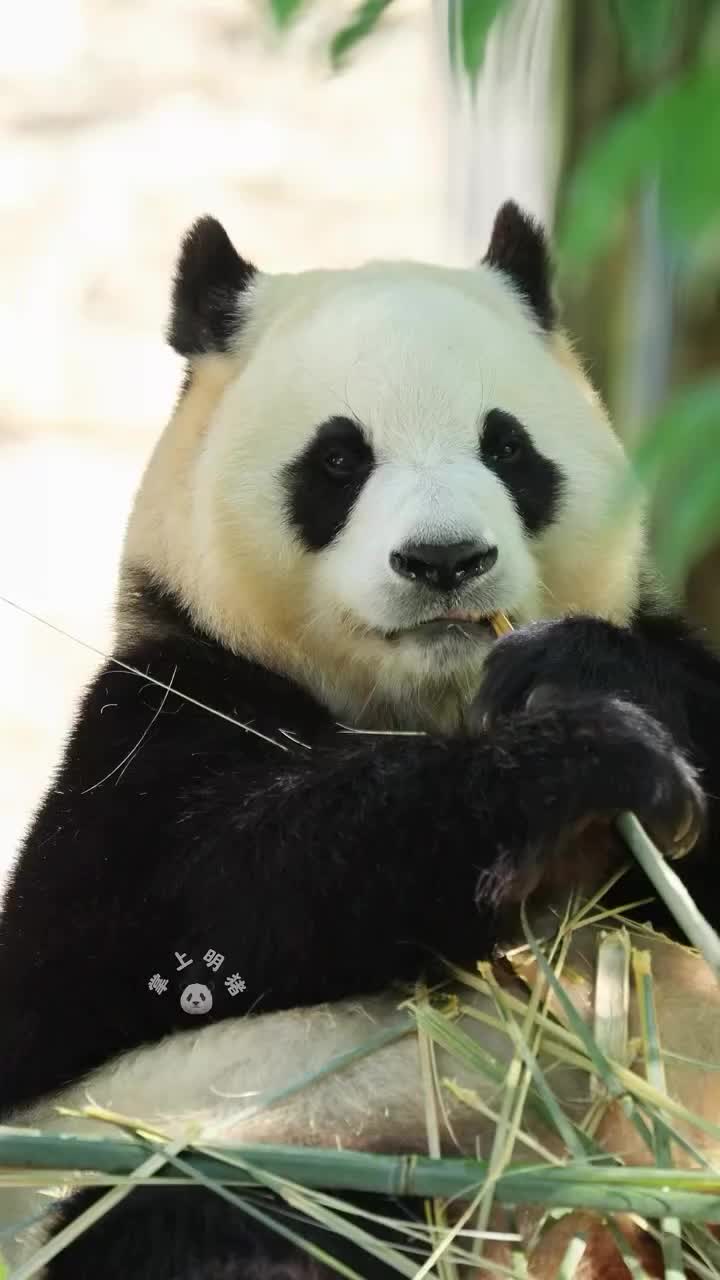 @pandy_pandaa