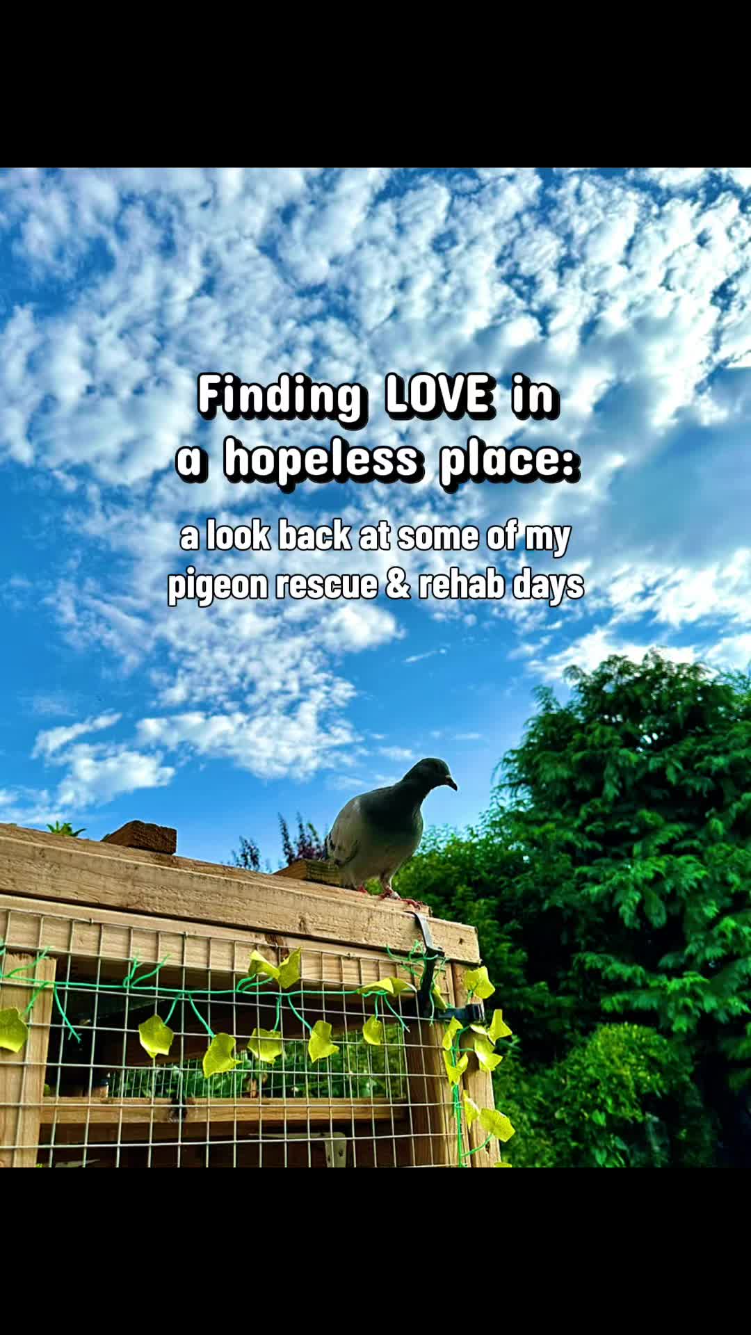 @Fidge the Pidge