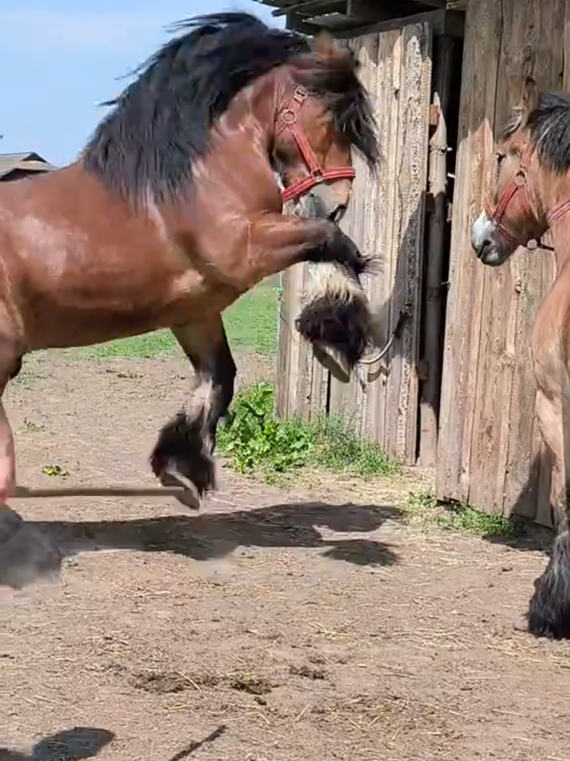 @ВАСЯ БОЙЧУК 🐎