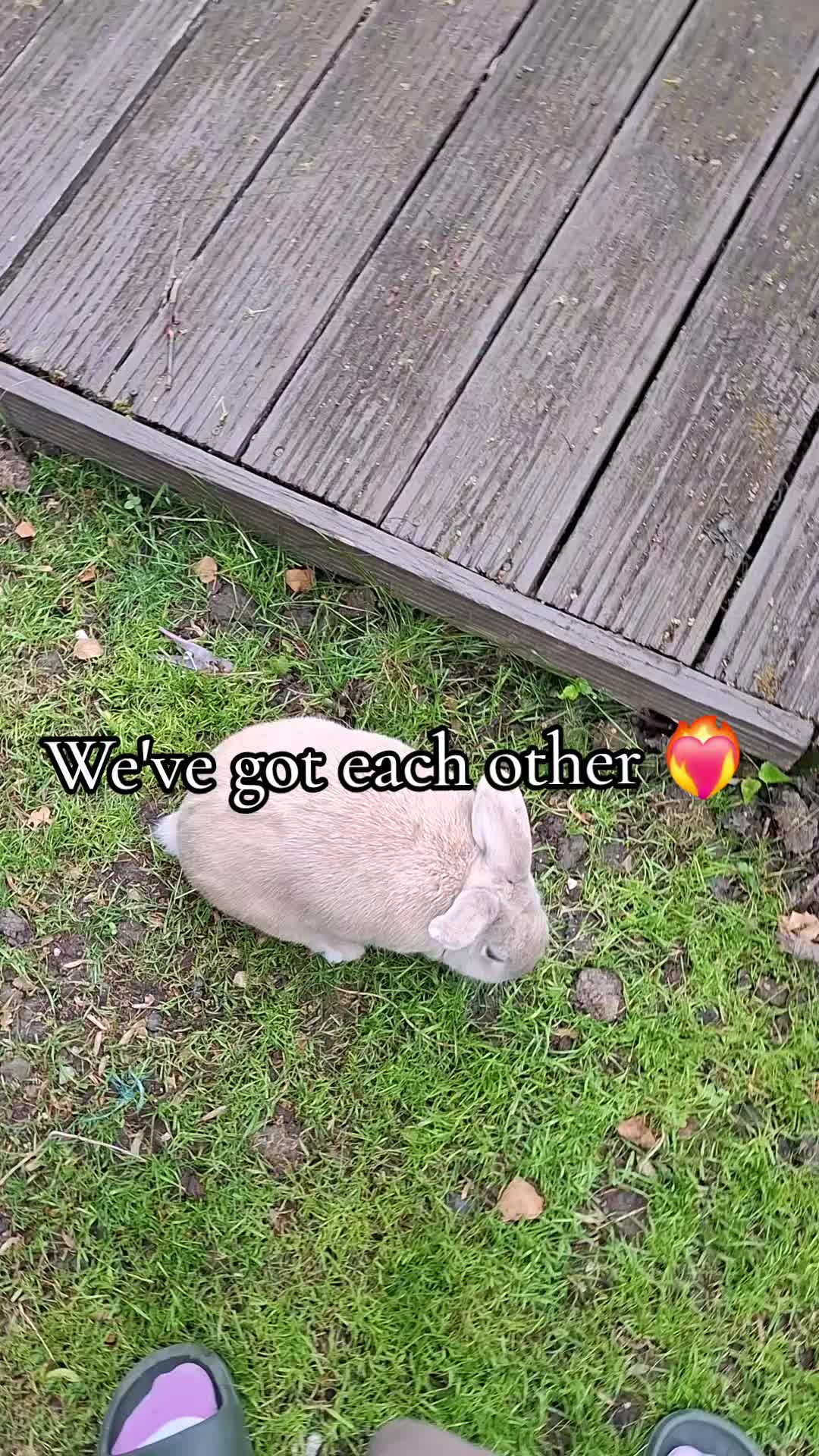 @Bunny Family