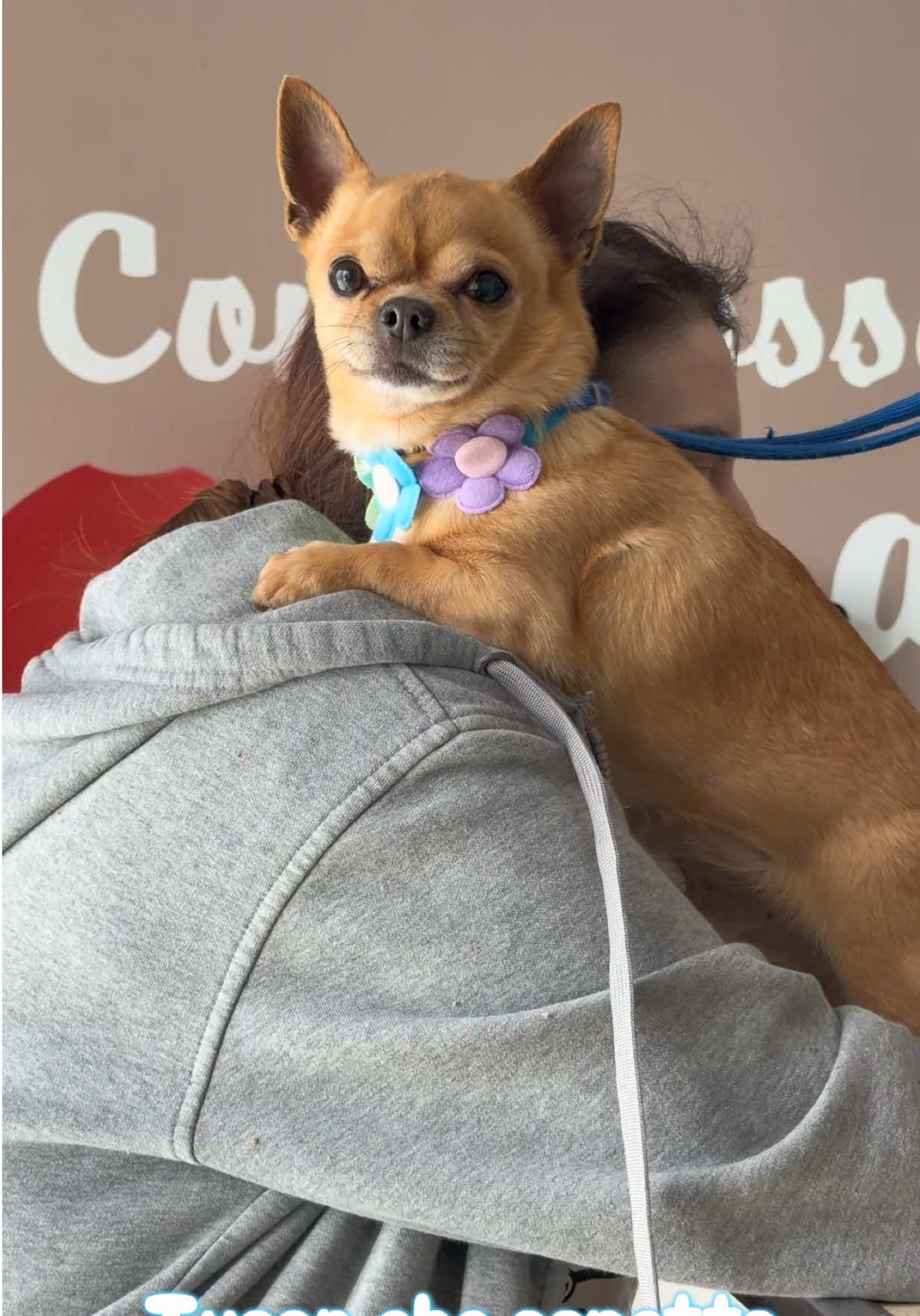 @NewDog Toelettatura & Pet Shop