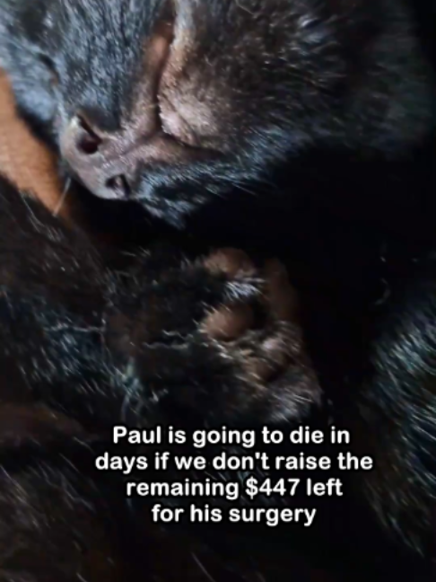 @Saving Paul the brave Cat!