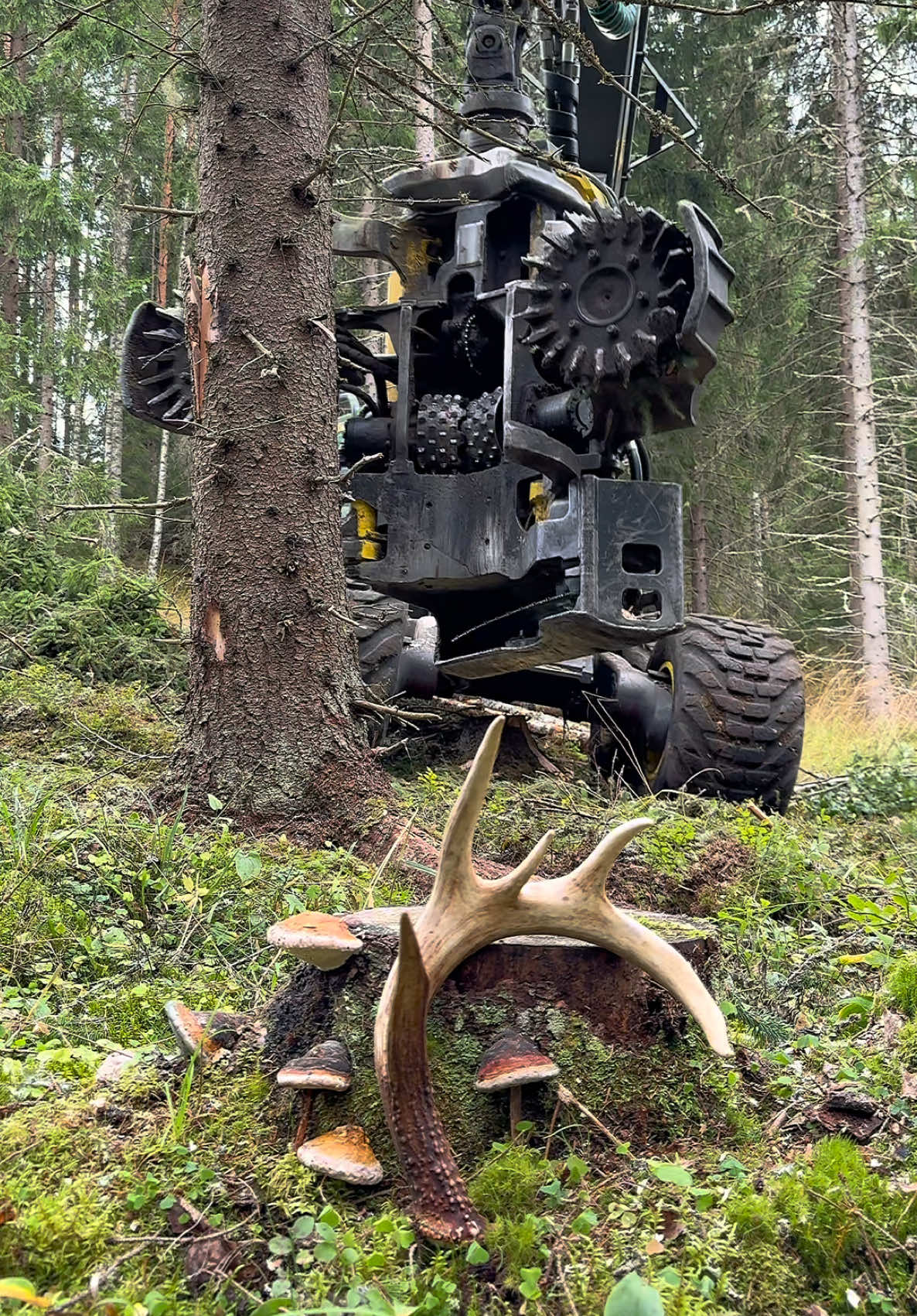 @Metsätalous