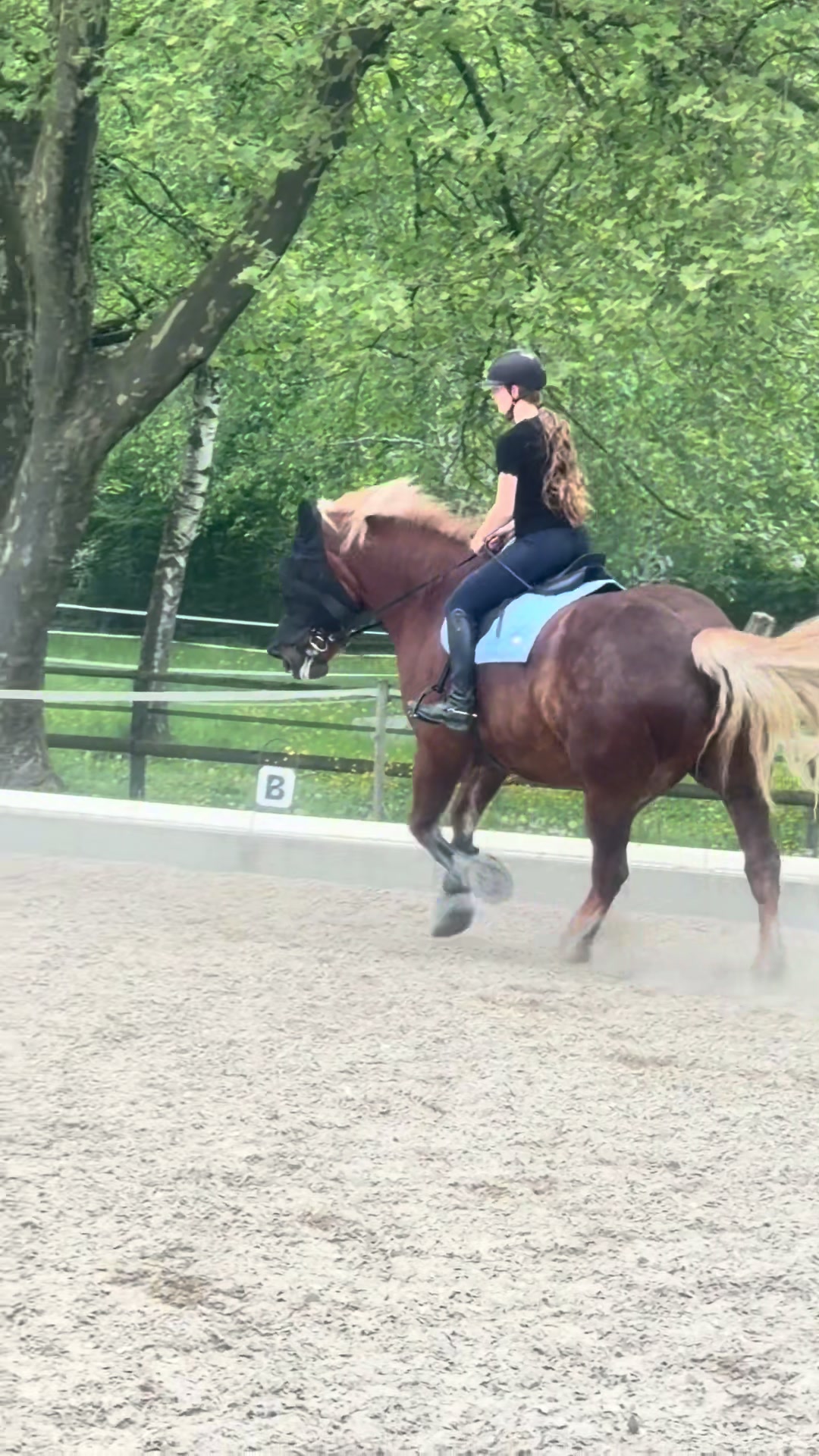 @_.coldblood.dressage_