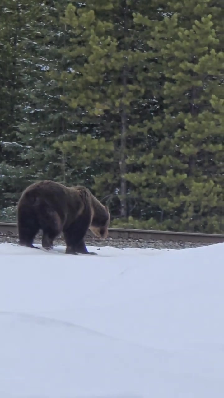 @Banff Nature and Wildlife