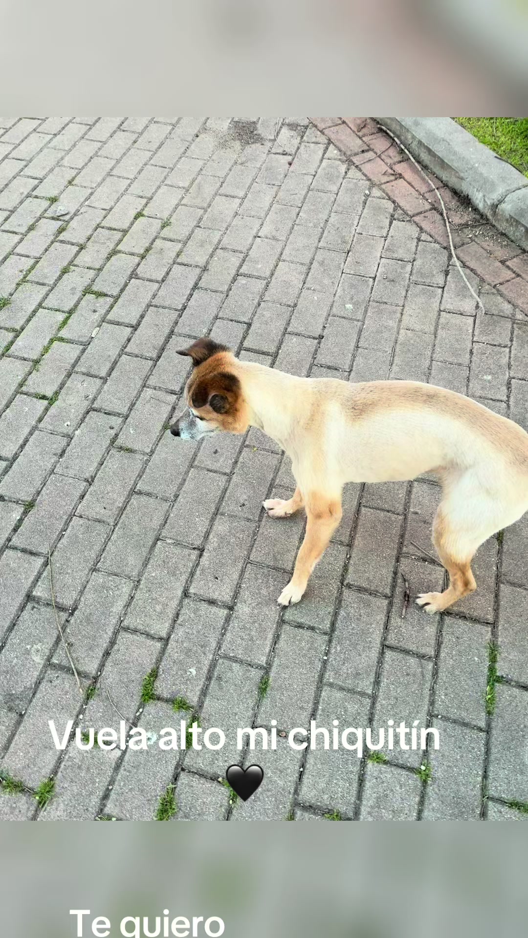 @Santisp