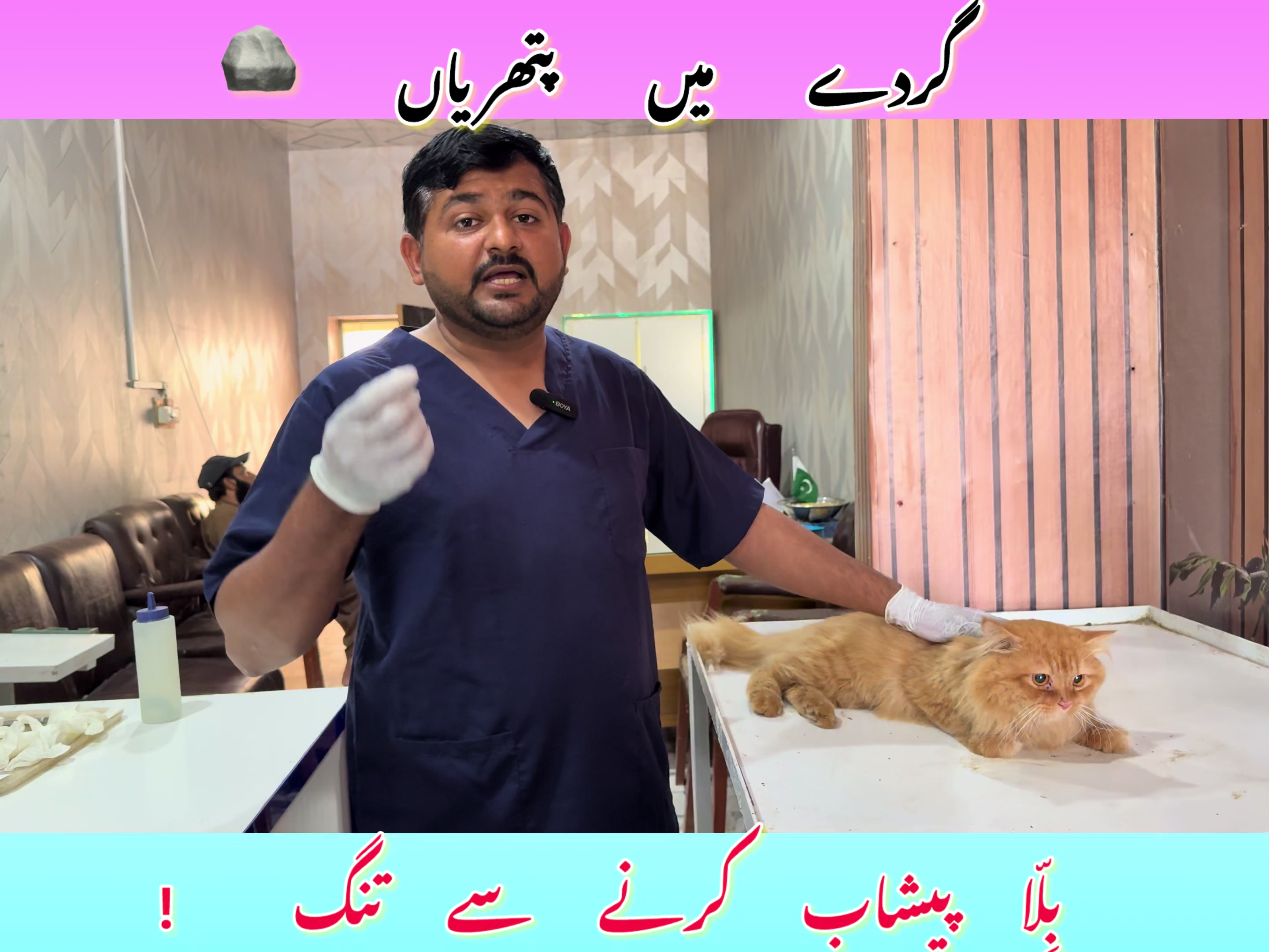 @vet.dr.mohsin4800