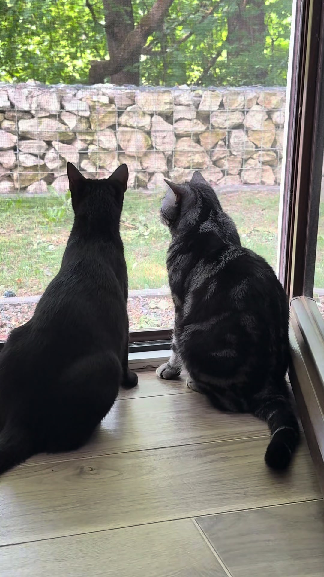 @🌻Kiss Heni & the CATS🐈⬛