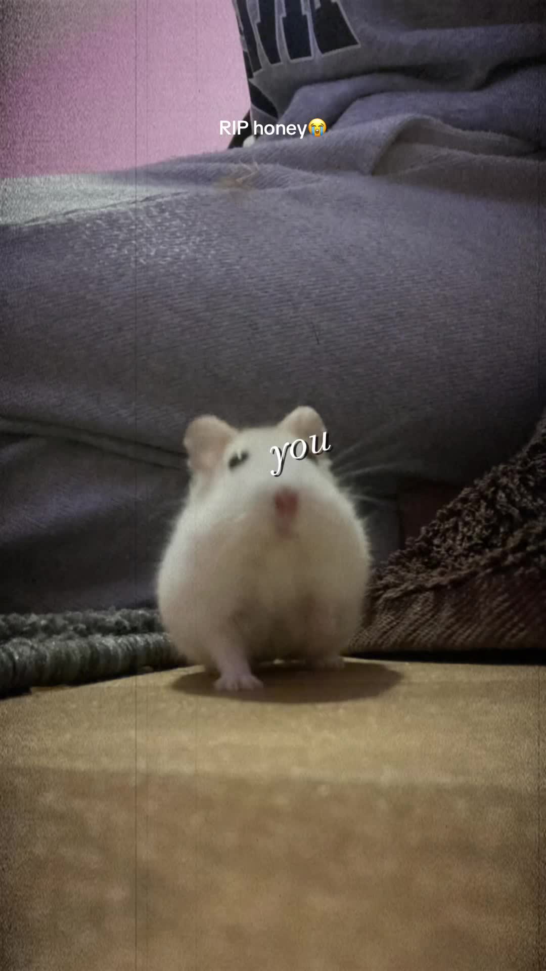@💖kiwi💖 ⁺‧₊˚ ཐི⋆♱⋆ཋྀ ˚₊‧⁺
