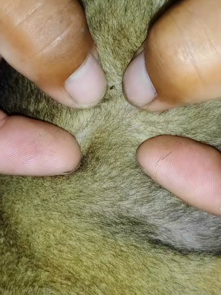 @dog757