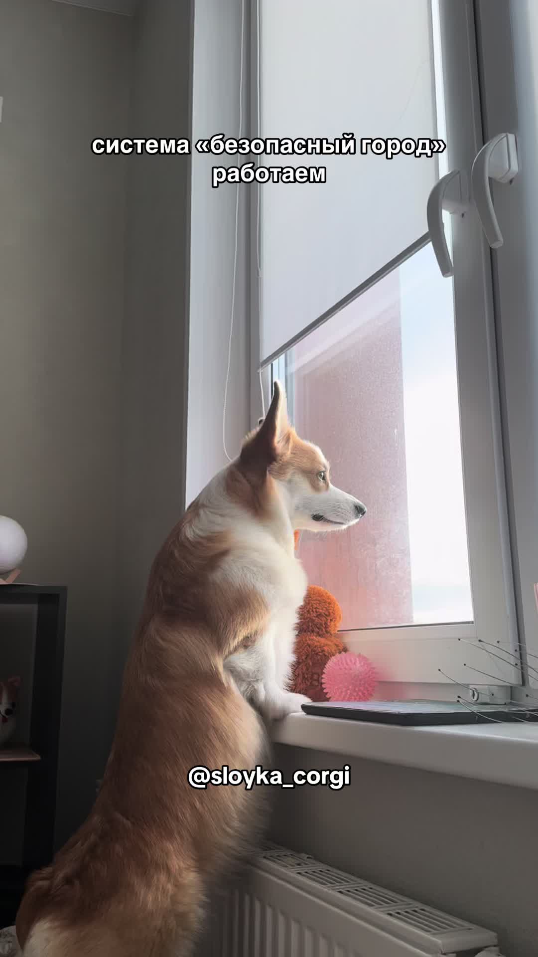 @Слойка корги