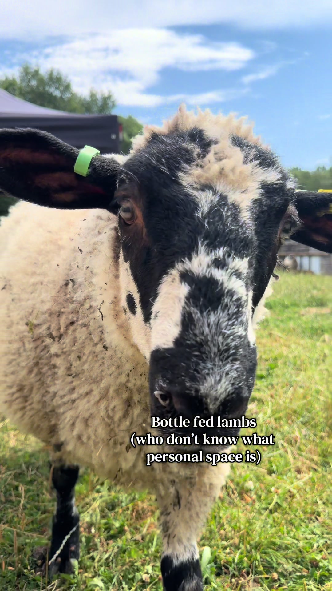 @Amy🐑🚜
