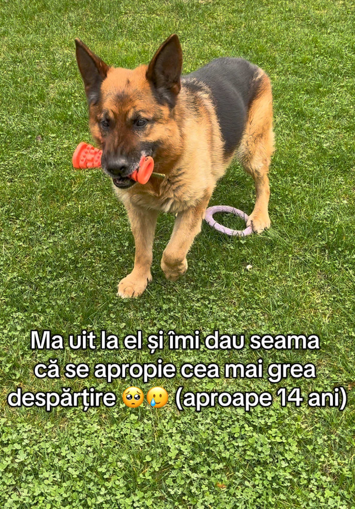 @Dr. Nicola Ioana