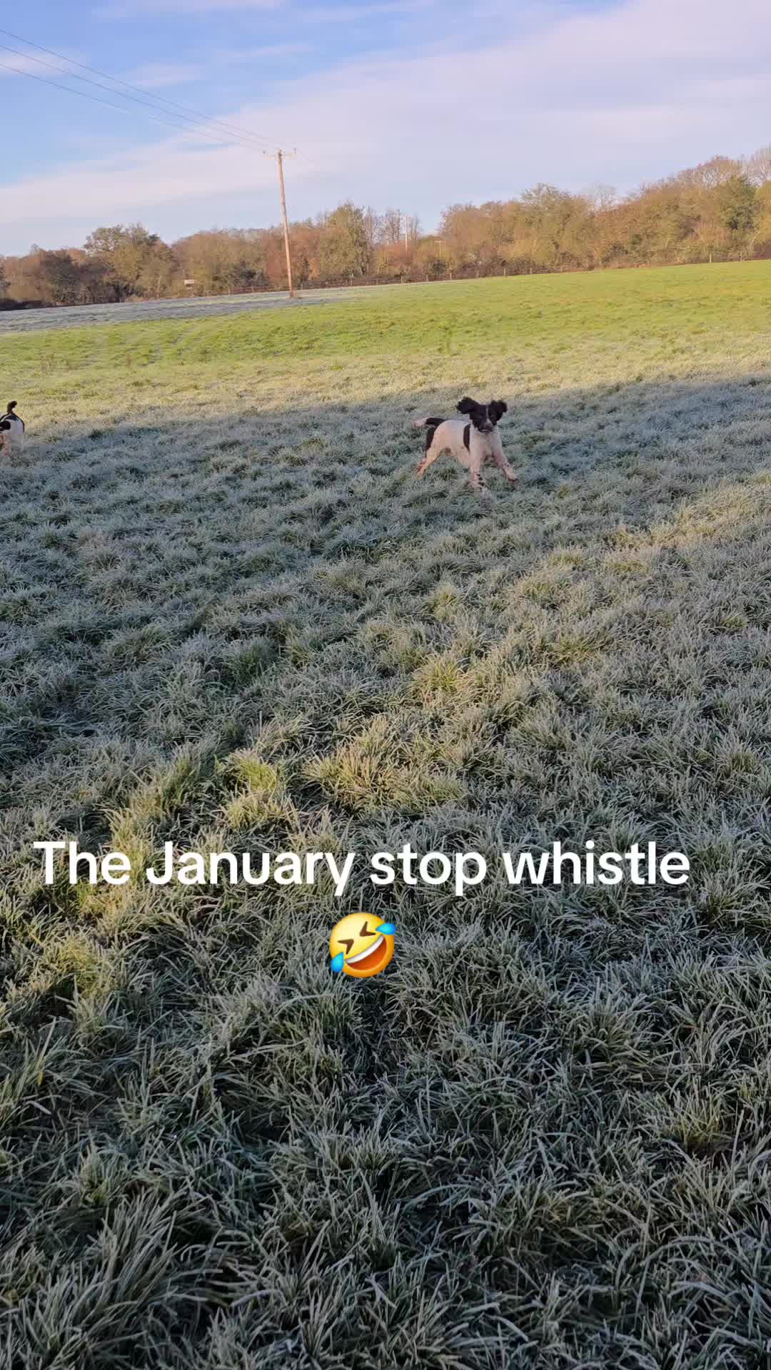 @MillHillGundogs