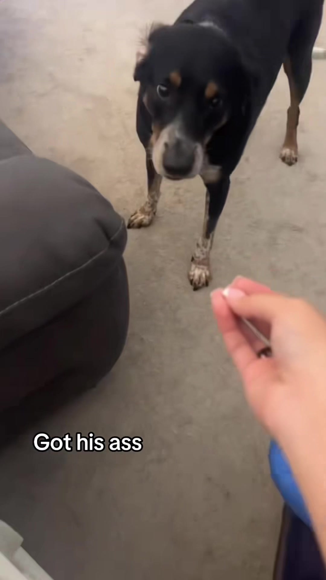 @FunnyAnimals