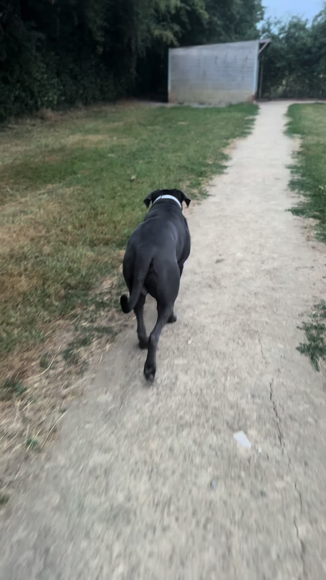 @murphy_the_cane_corso