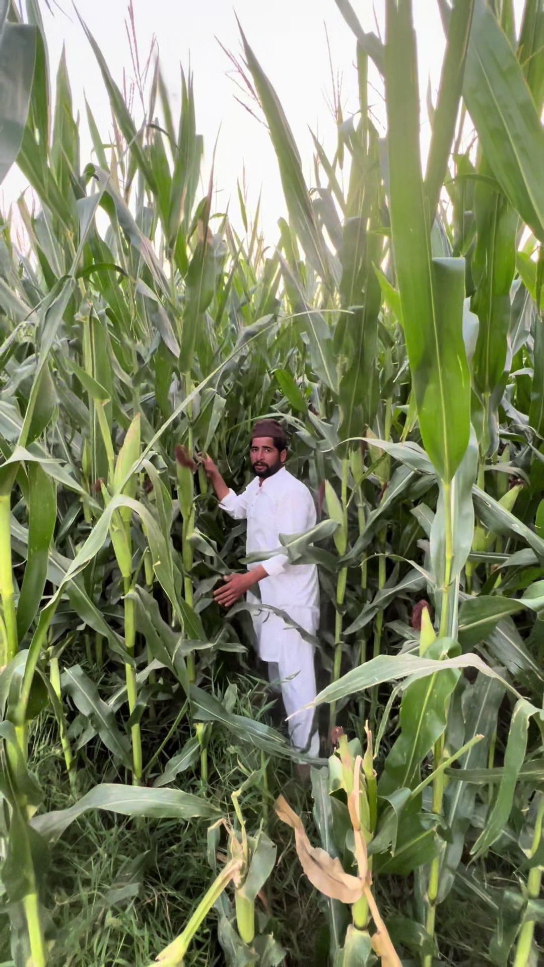 @پینڈو بوائز 378