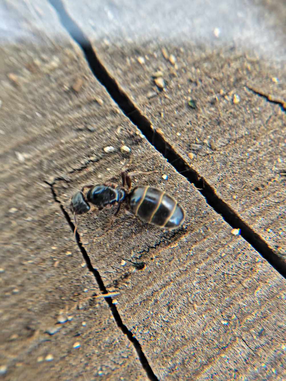 @Arny's Macro Vision