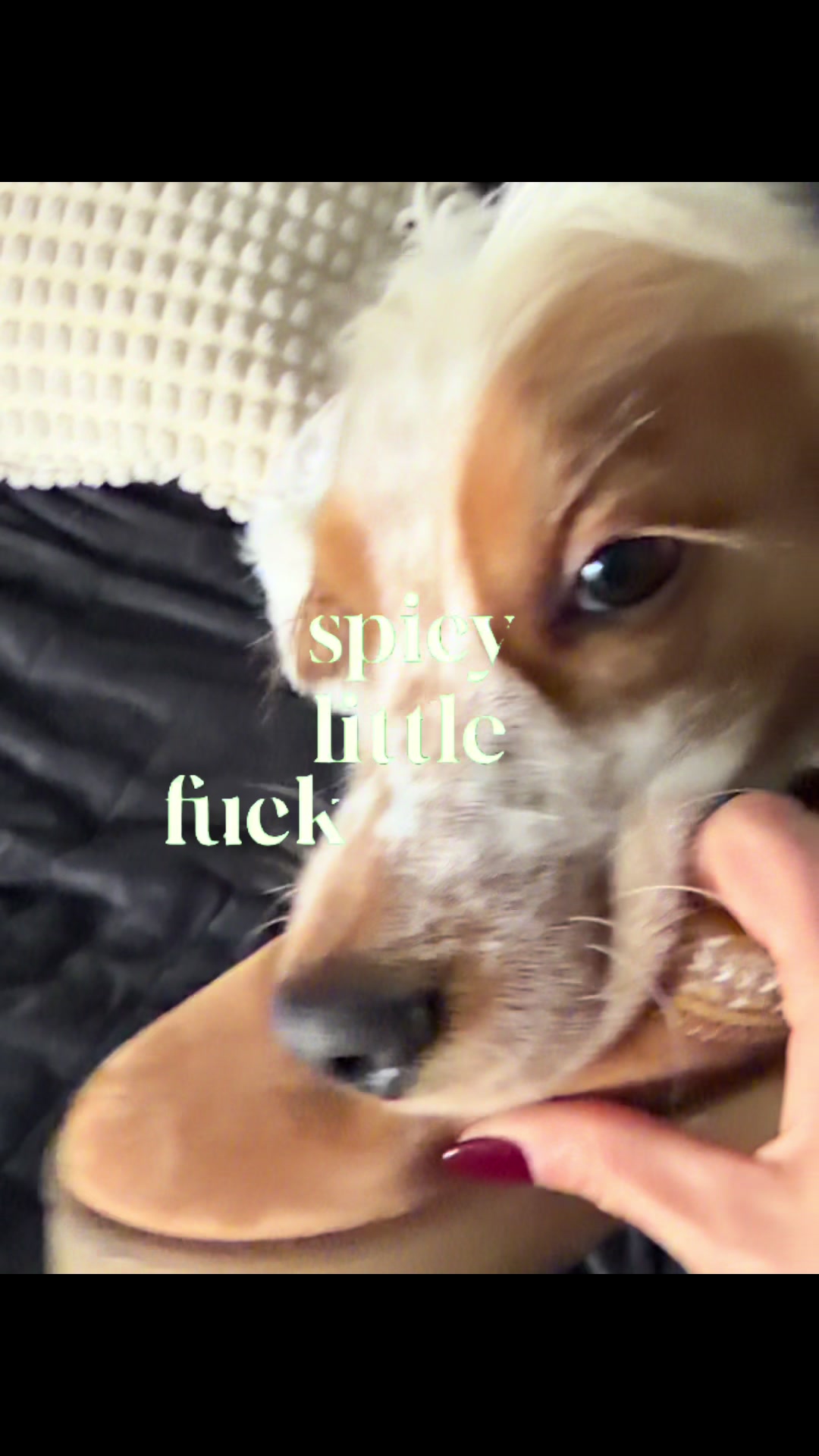 @Milo the Chungus