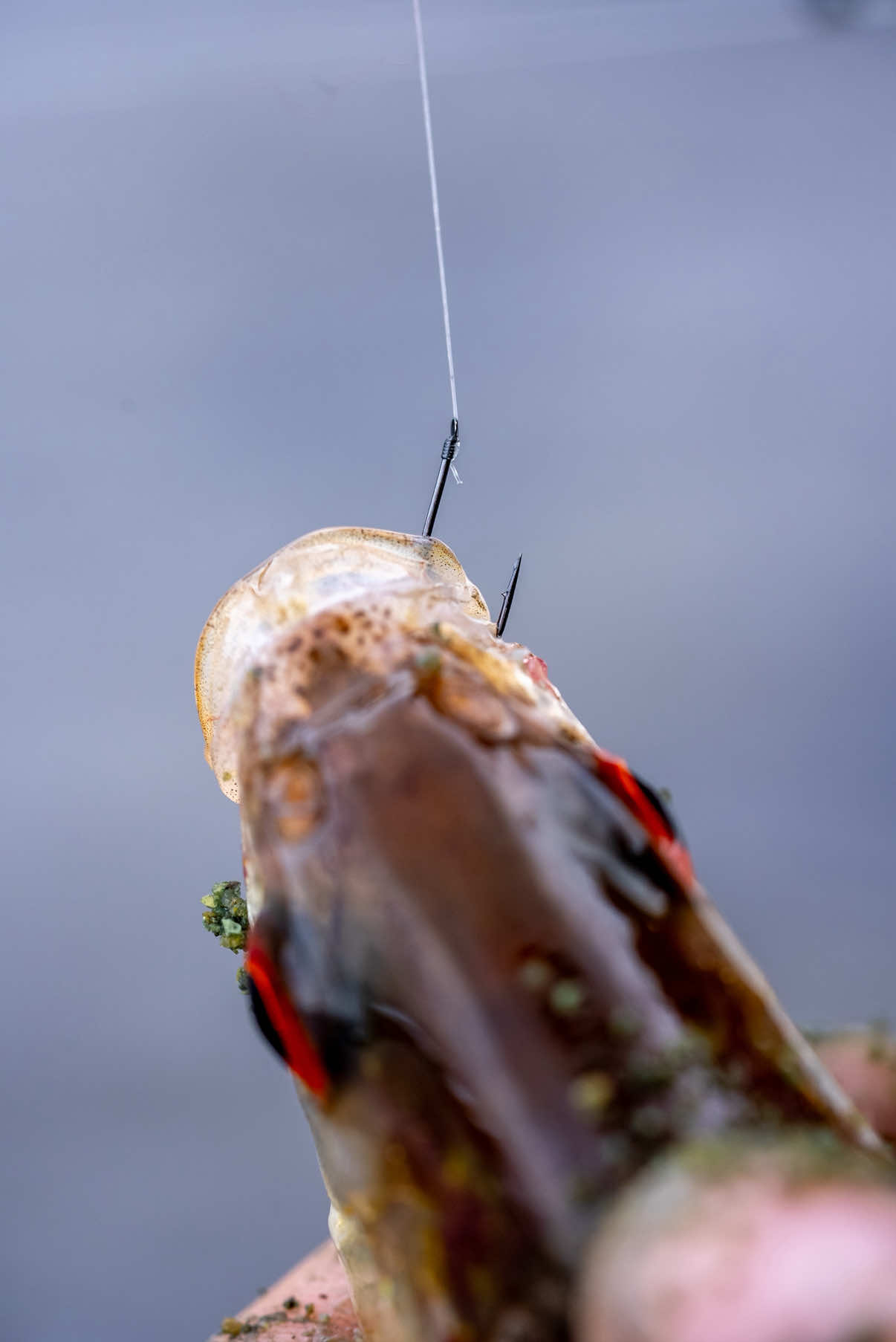 @Tackle Guru