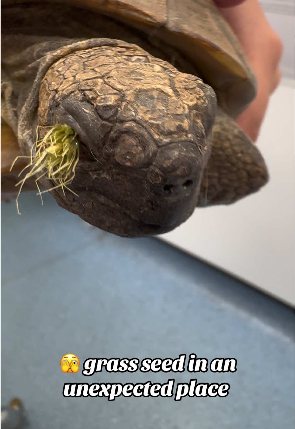 @Tomasthevet