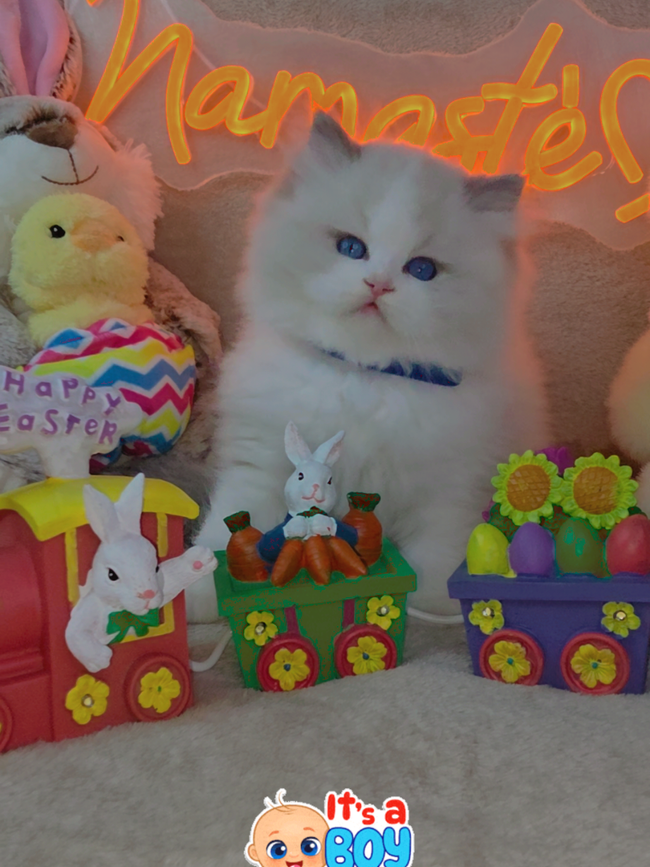 @Namastè Ragdoll Cats