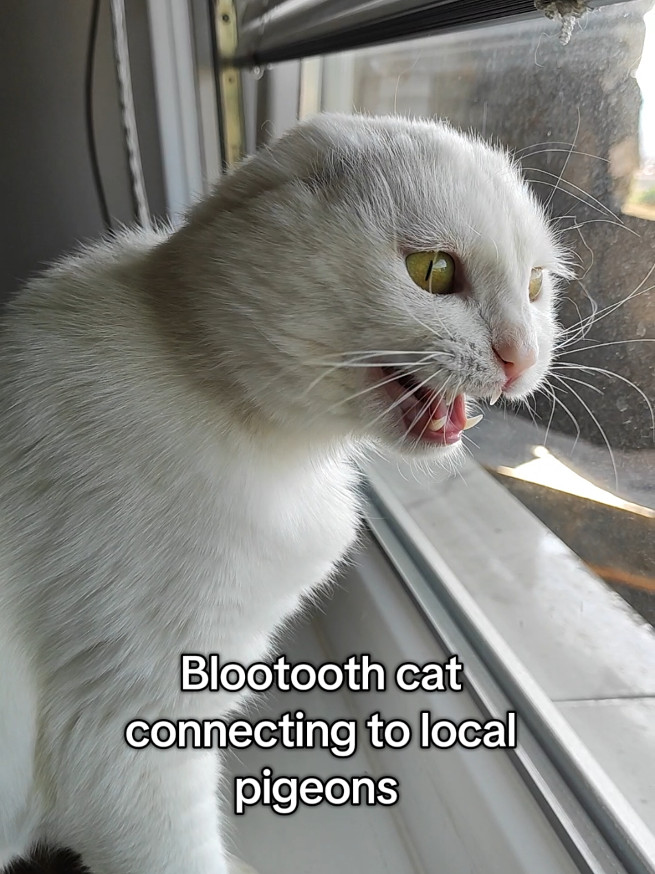 @Fluffy - the persian cat