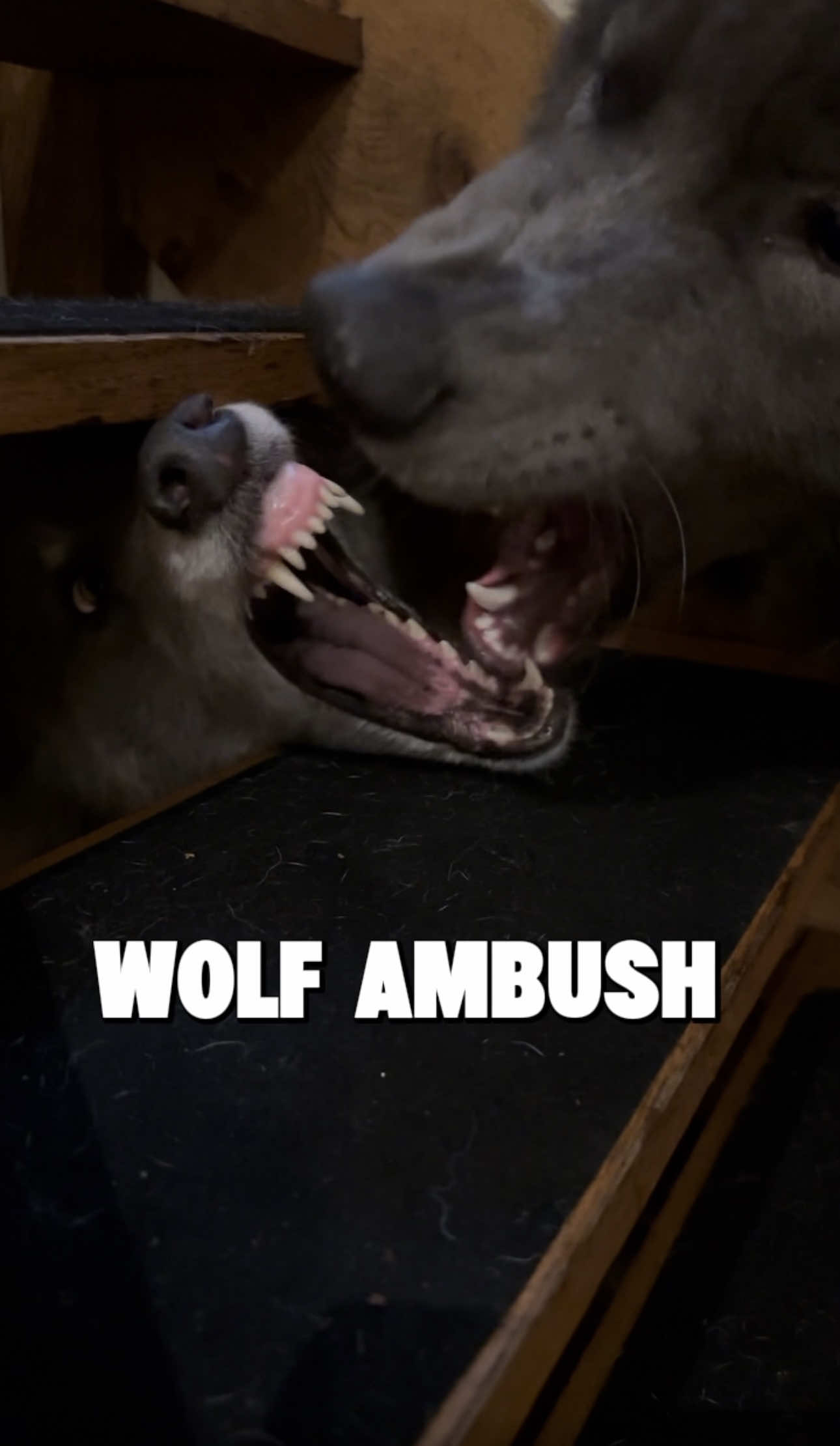 @My Blue Wolf