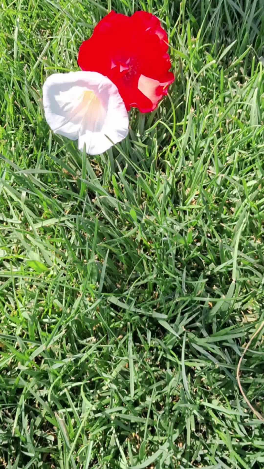 @Rosa Casciello