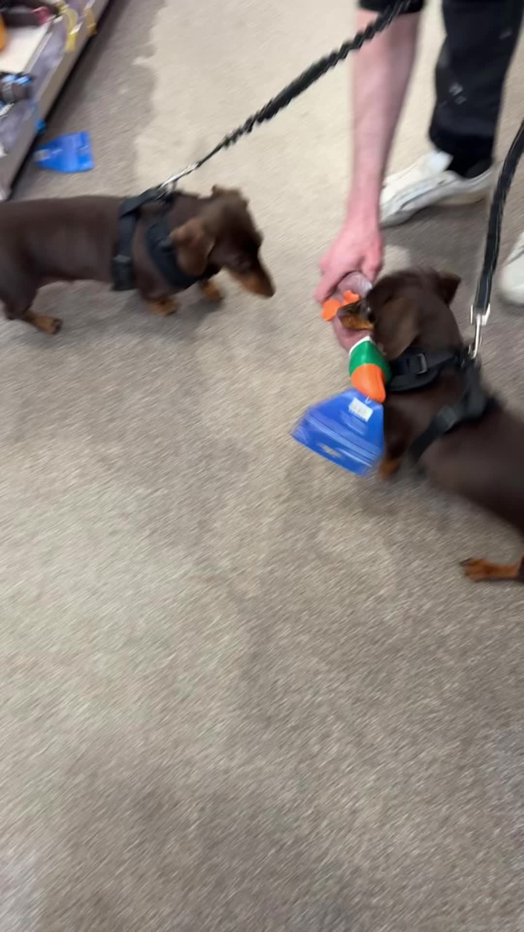 @ciciolive_mini_weiners