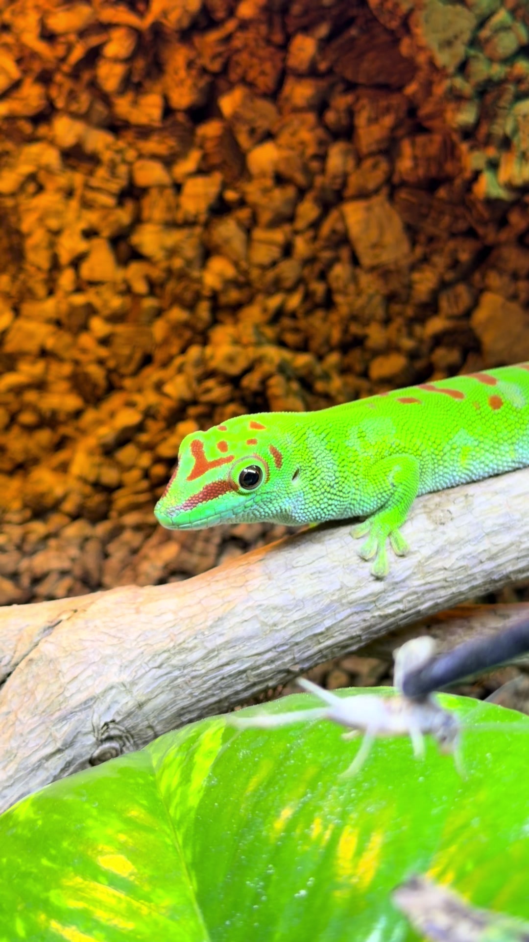 @MasgenReptiles