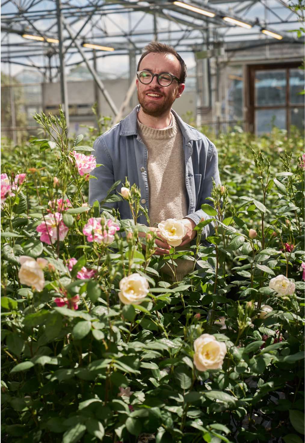 @David Austin Roses