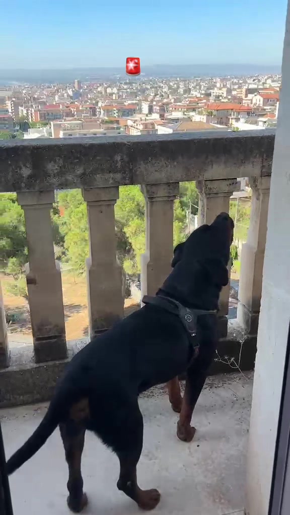 @Tutti pazzi per Ciro il rott