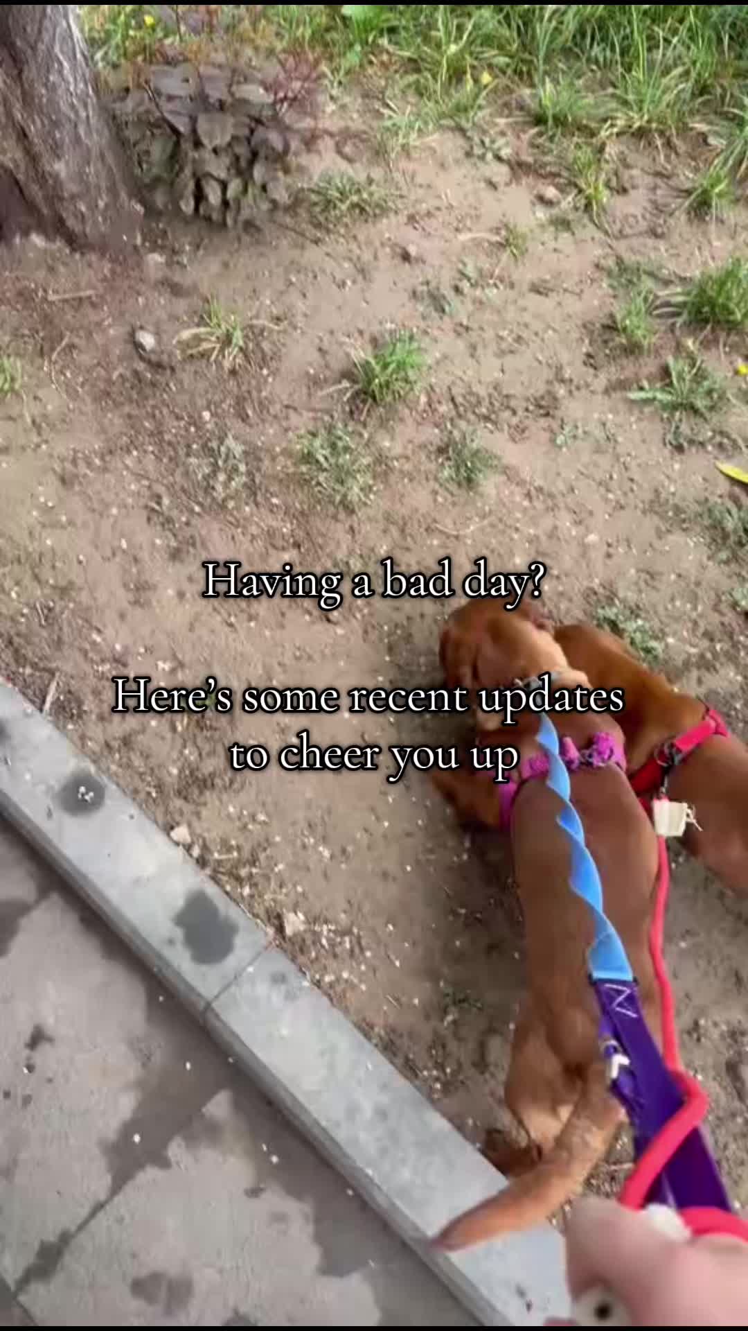 @DMT Dachshund Rescue 🐾