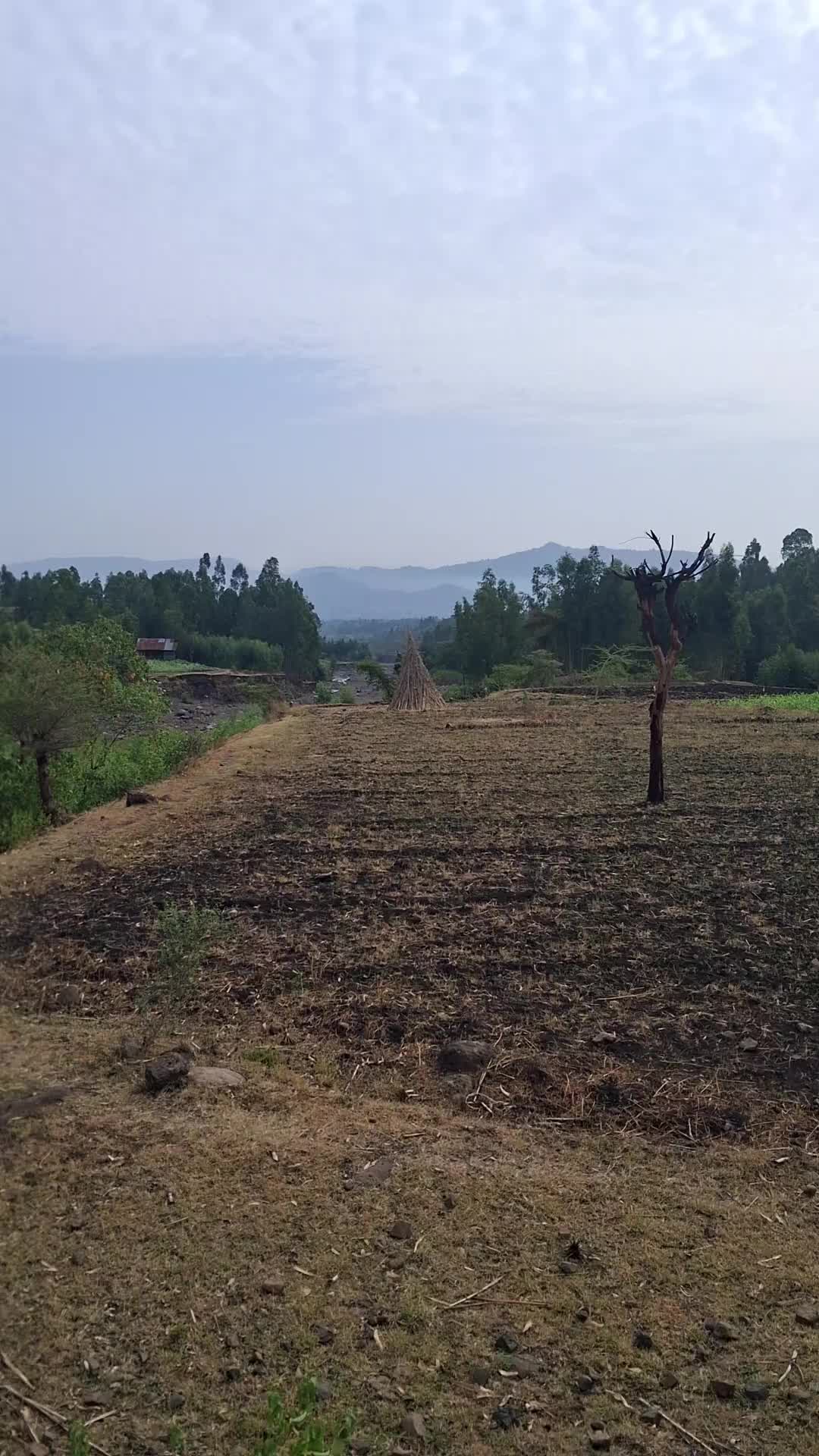 @ሰኢድ ሀበሽ