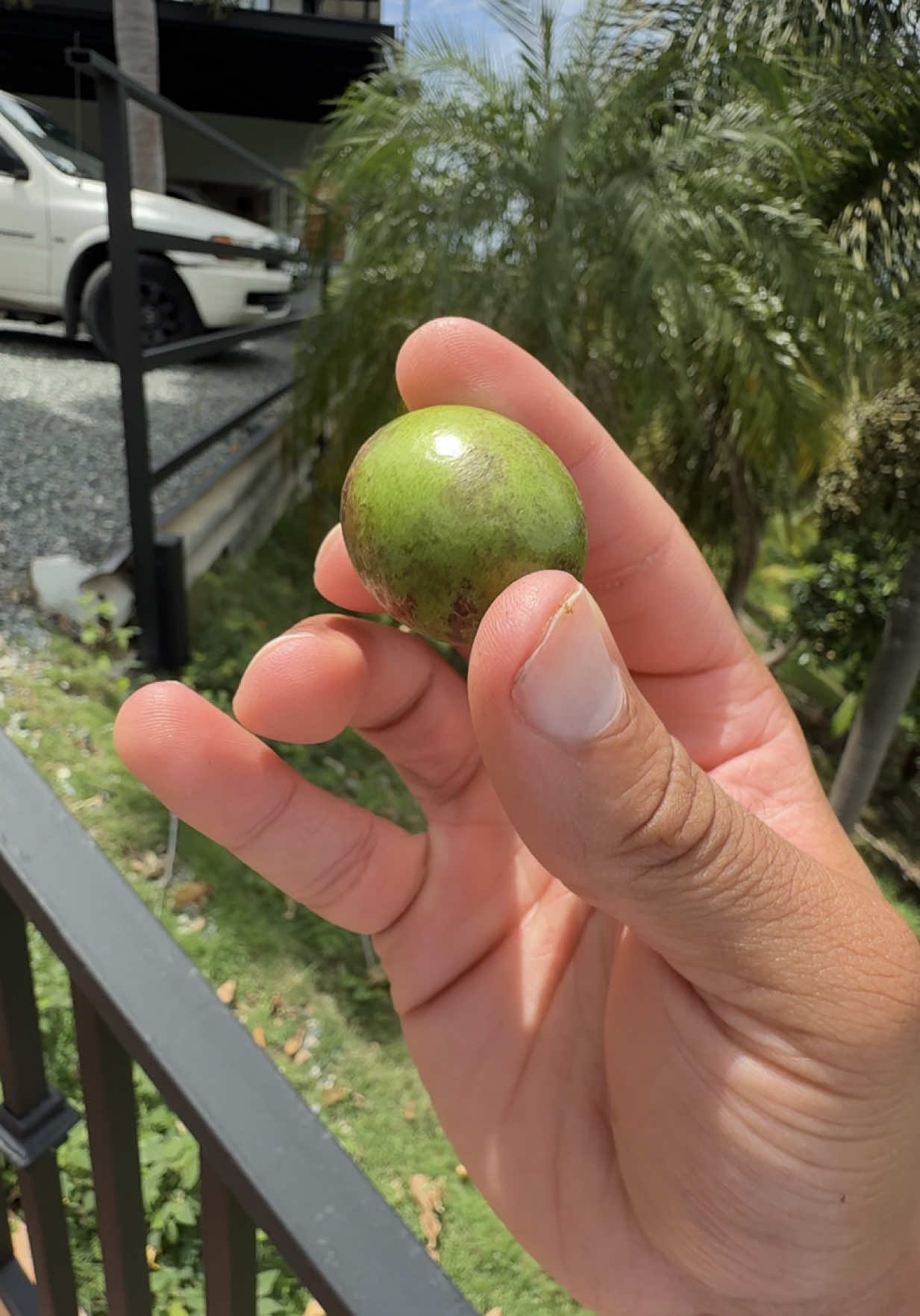 @Belton Tyrone 🇵🇷