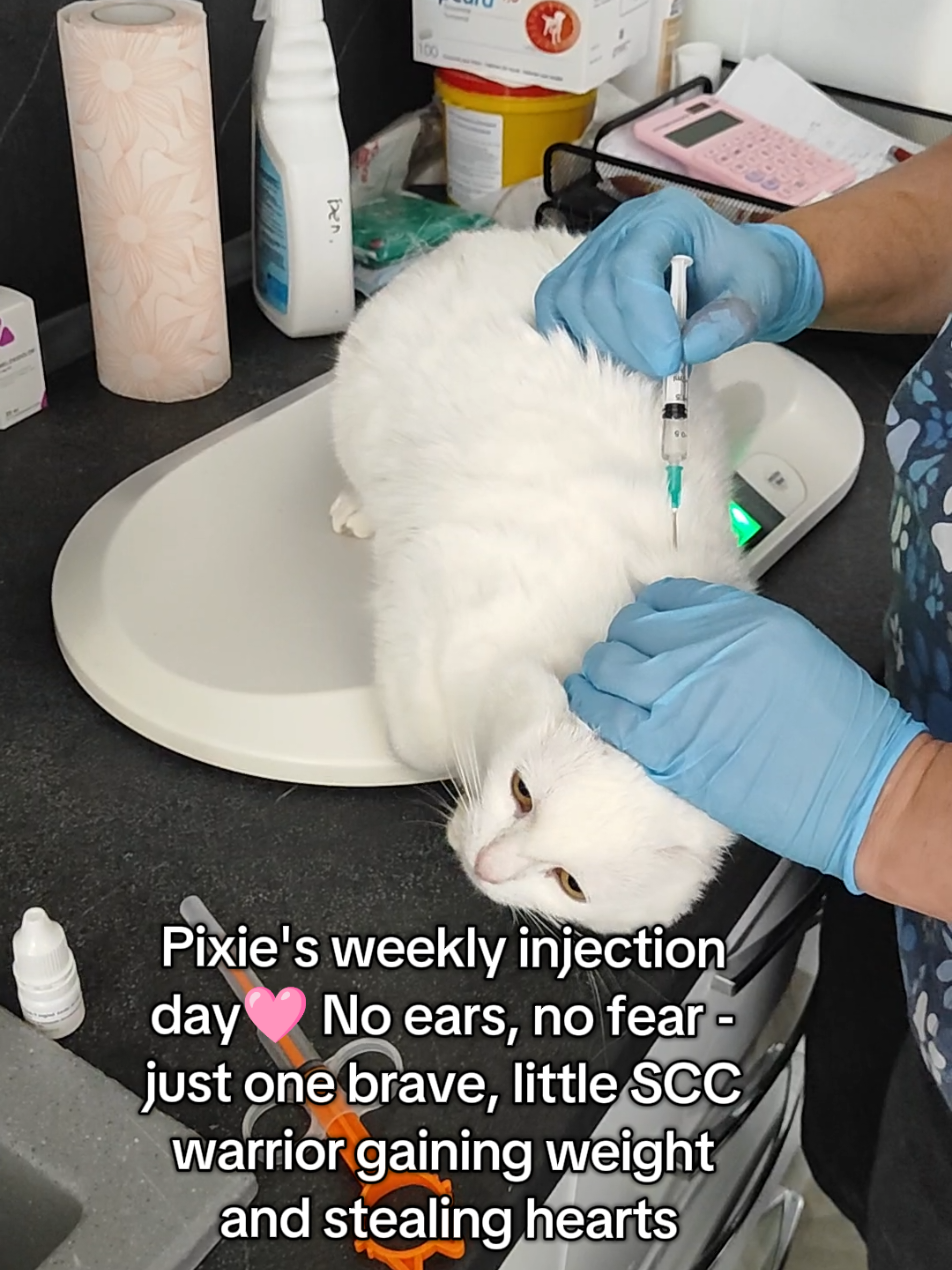 @Fluffy - the persian cat