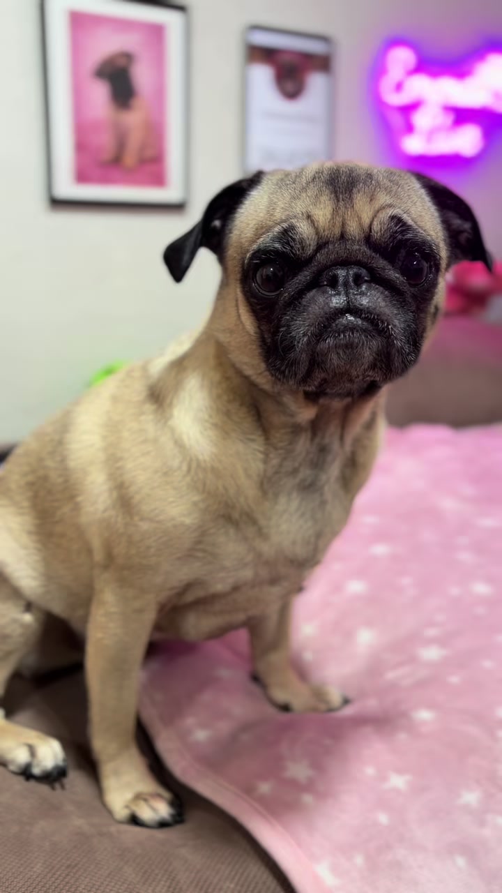 @Emma la Pug