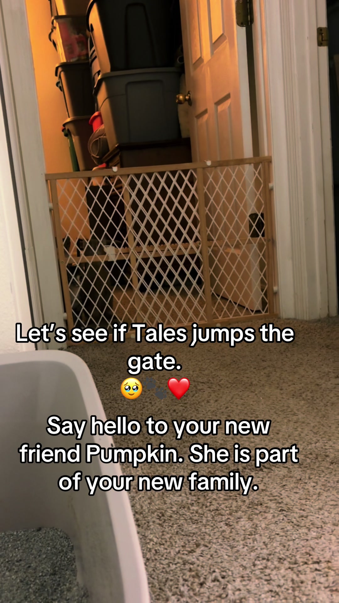 @suzibear