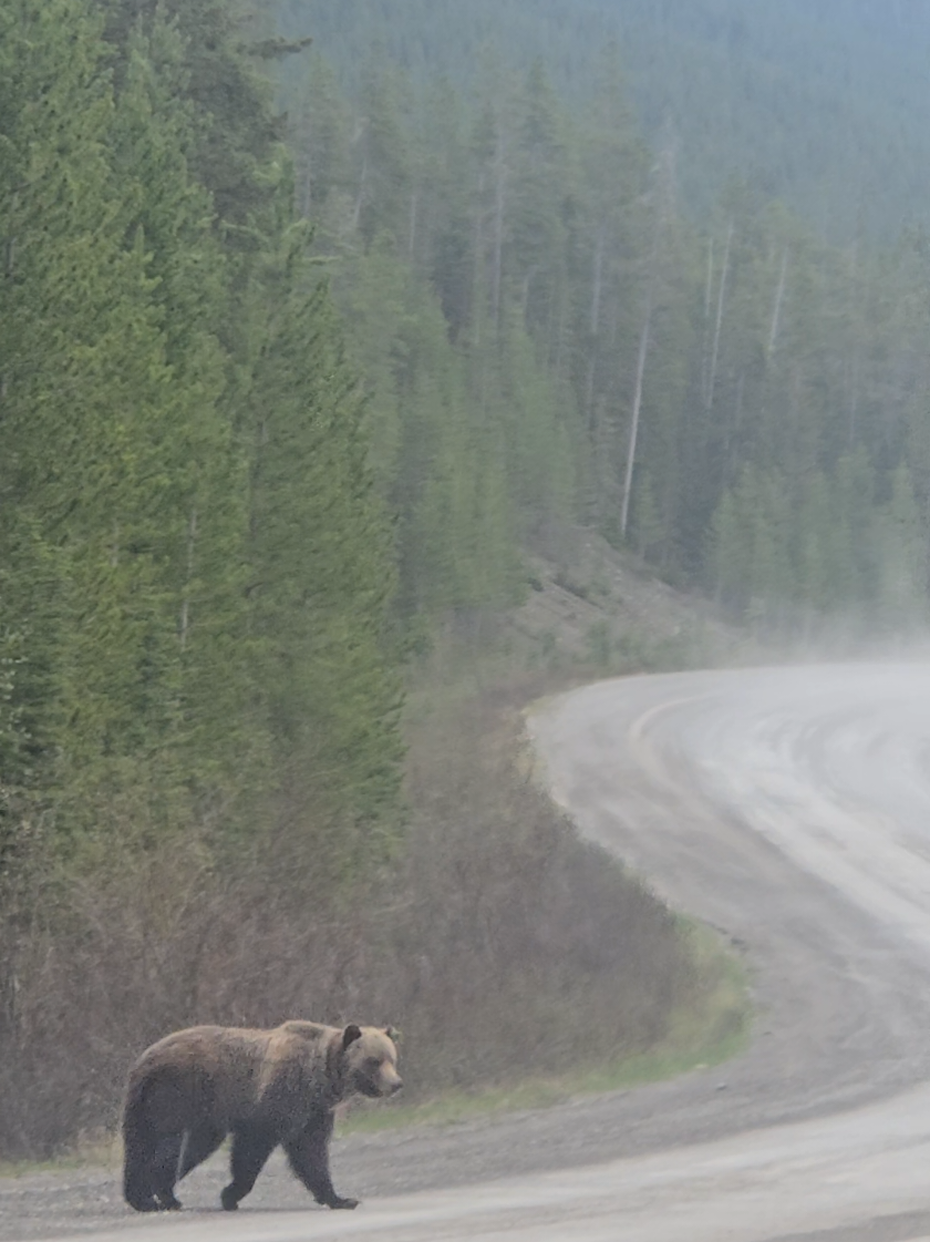 @Banff Nature and Wildlife