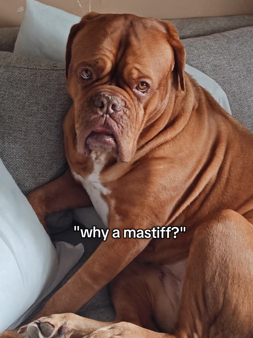 @Diva Dogue Nala