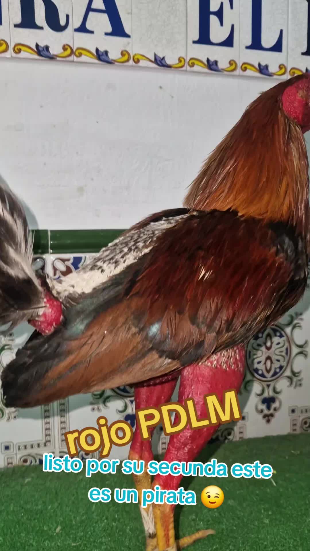 @eli gallero pdlm andalucia