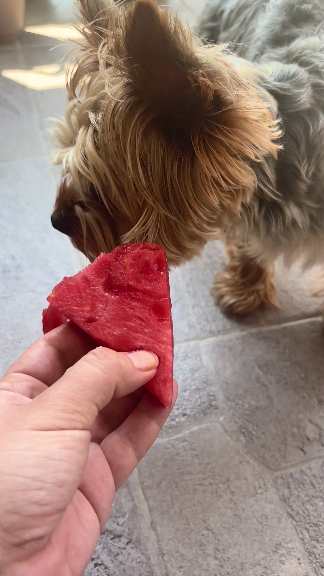 @Yoshi 🐾💙