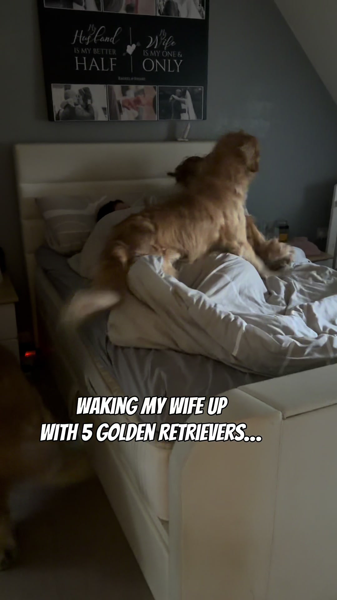 @5 Shades of Golden