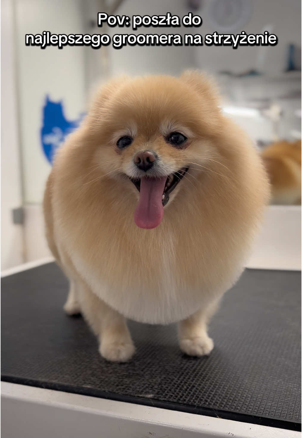 @PetStylist_Teti