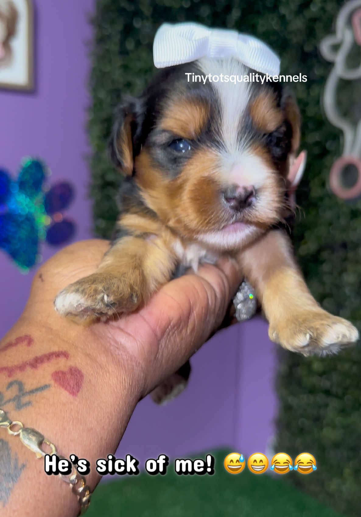 @Dog Lady